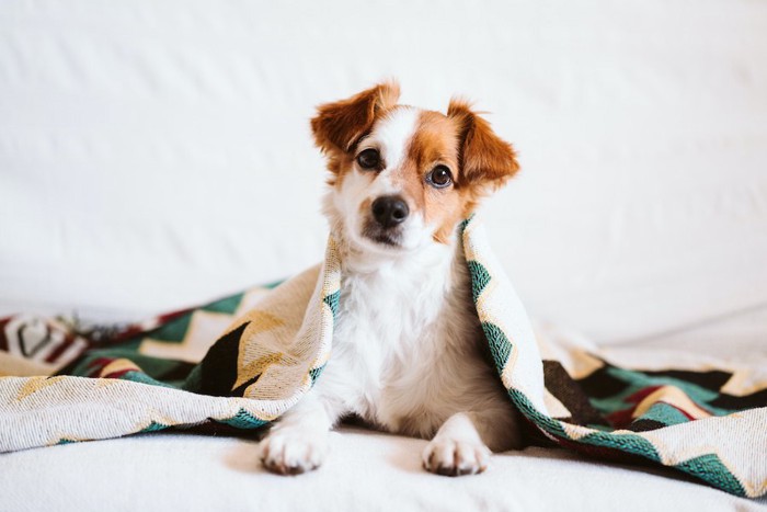 ブランケットをかけてこちらを見つめる犬