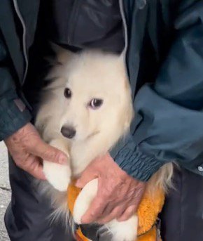 老年男性に支えられながら飼い主を見つめる犬