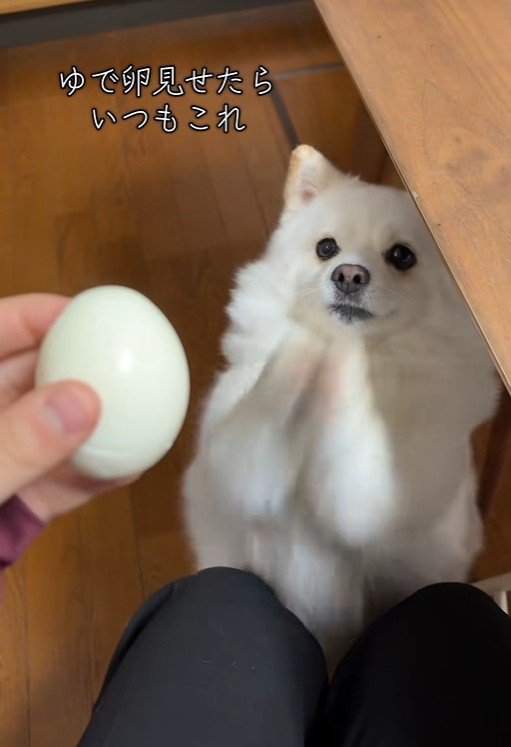 ゆで卵を欲しがるベラちゃん3
