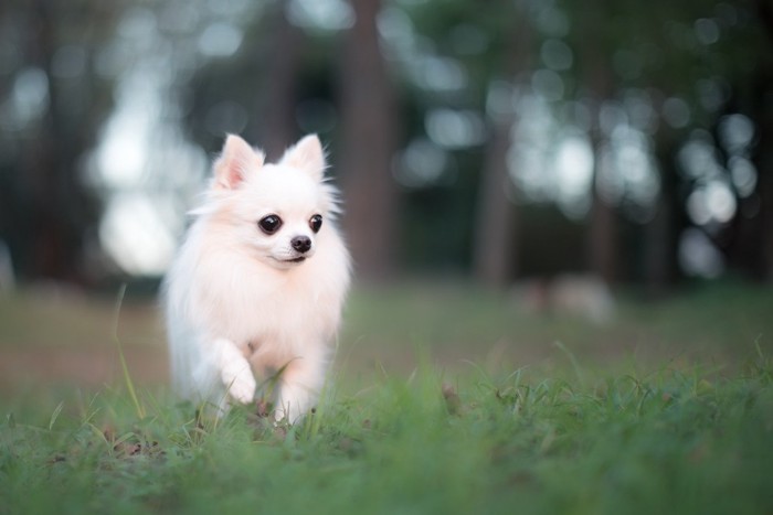 片足をあげたまま歩こうとする犬