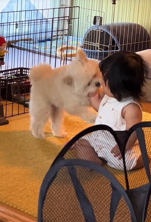 赤ちゃんと遊びたいもち君2