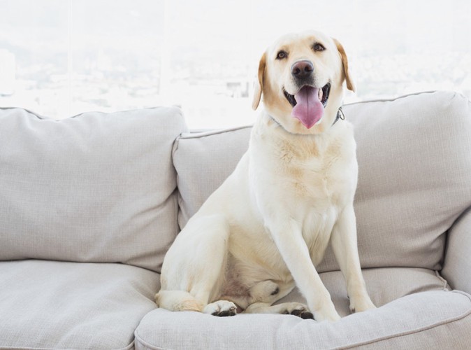 ソファに座る犬