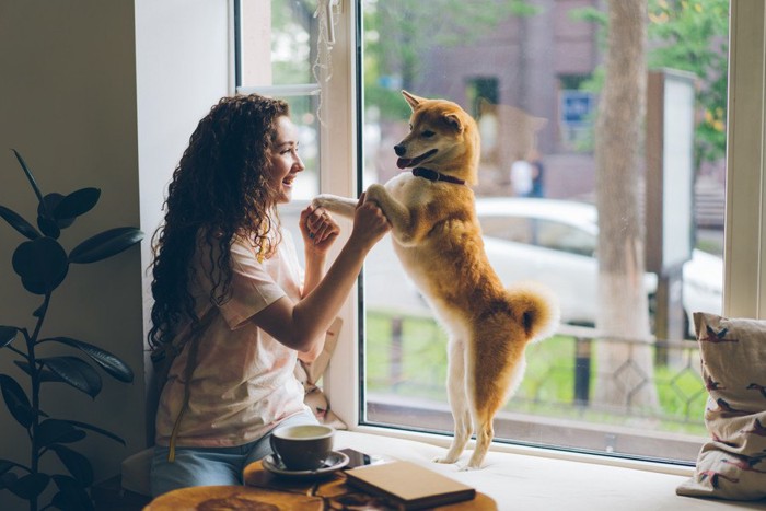 後ろ足で立つ柴犬と手を取る女性