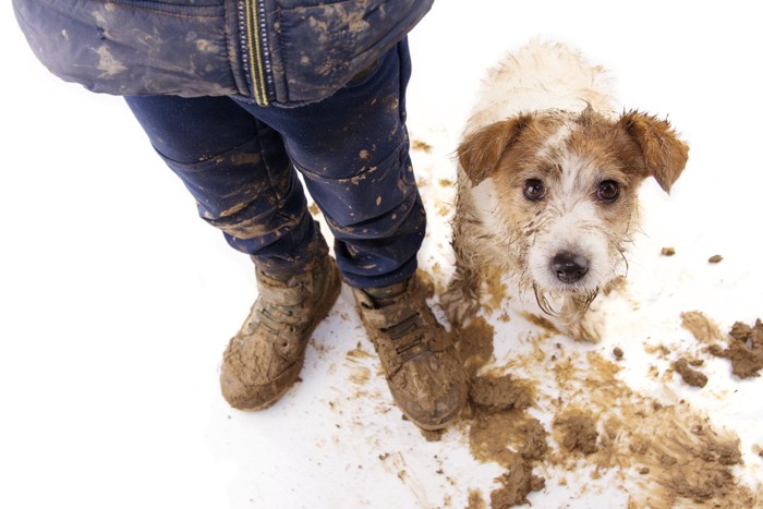 散歩後のドロドロの犬