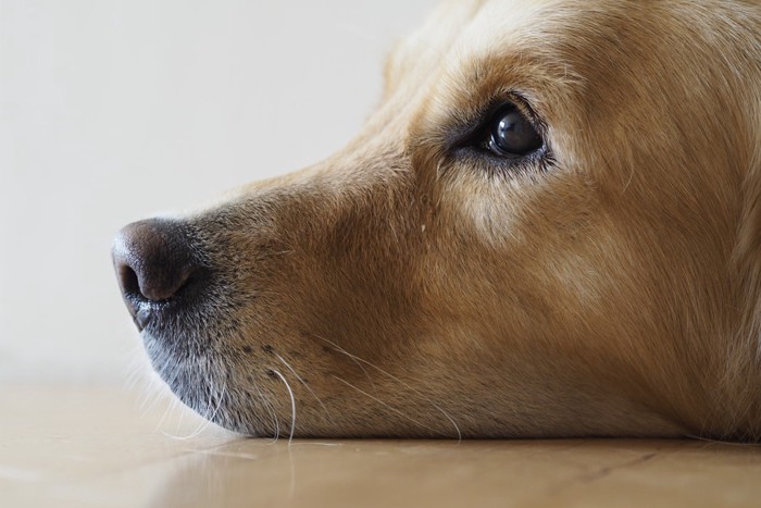 犬の横顔