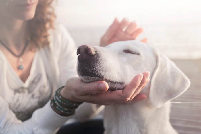 女性の手に撫でられる犬