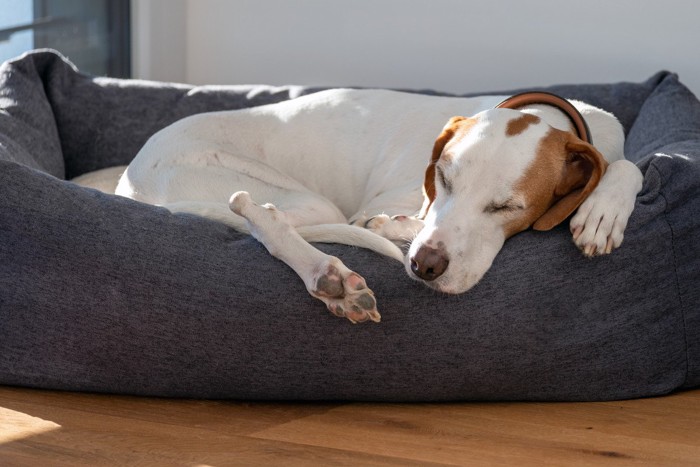 専用ベットで熟睡する犬