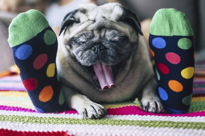 人間の足に挟まれている犬