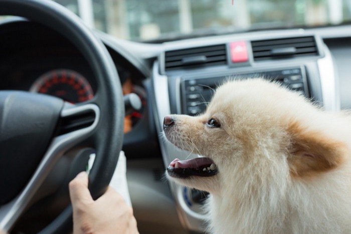 運転席を見つめるポメラニアン