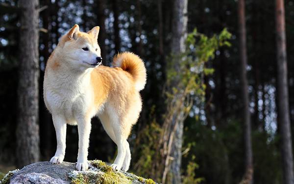 岩と柴犬の写真