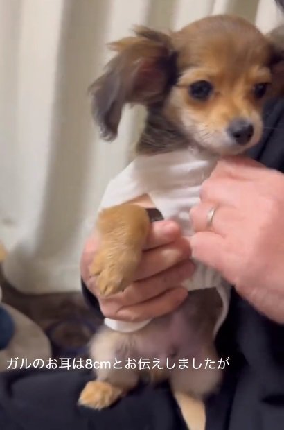 抱っこされるガルウイングちゃん