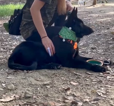 飼い主の傍を離れない犬