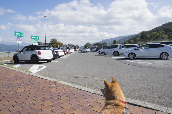 駐車場にいる犬の後ろ姿