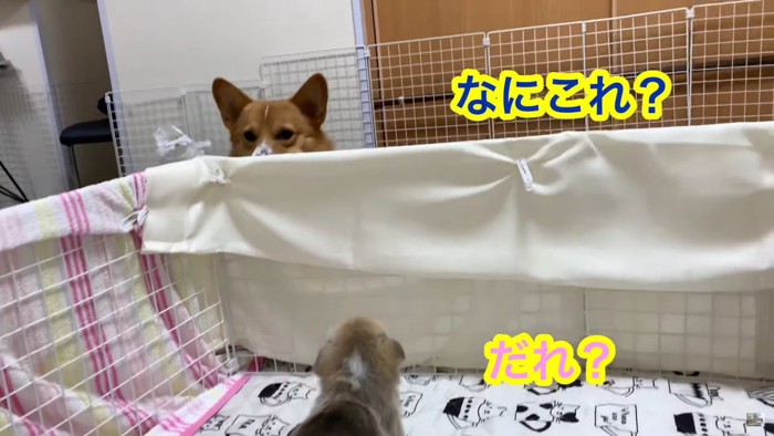 子犬も顔をのぞかせます