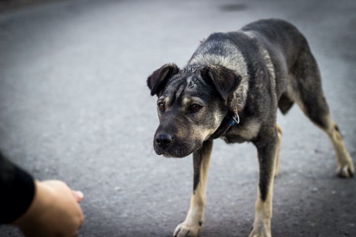 差し出された人の手に怯える犬