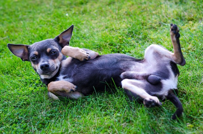 芝生の上でお腹を見せて寝転ぶ犬