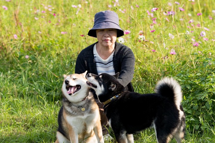 散歩をする仲良しの犬たち
