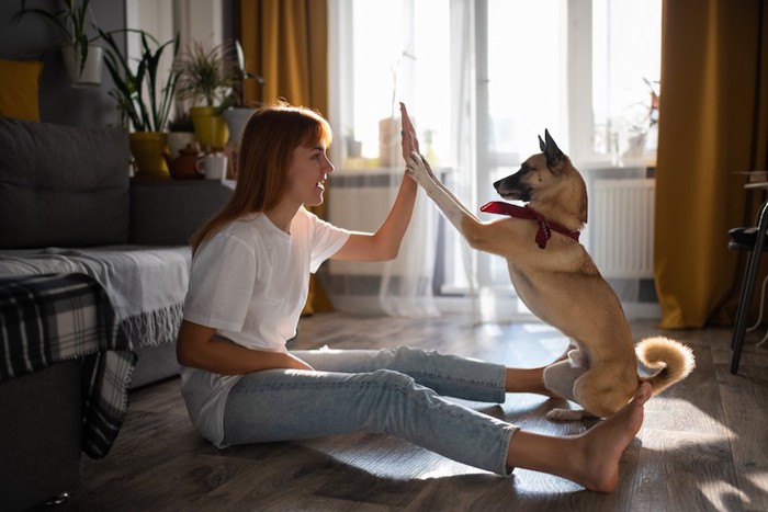 飼い主さんに両手でタッチする犬