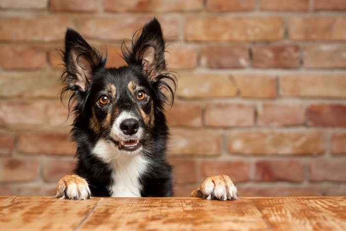 テーブルに前足をかけて顔を覗かせる犬