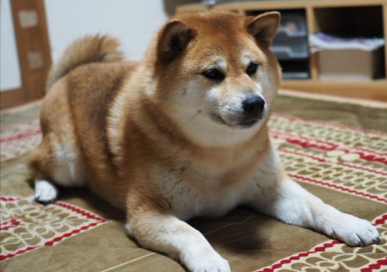 もふもふ