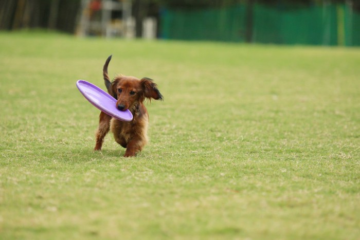 フリスビーをキャッチする犬