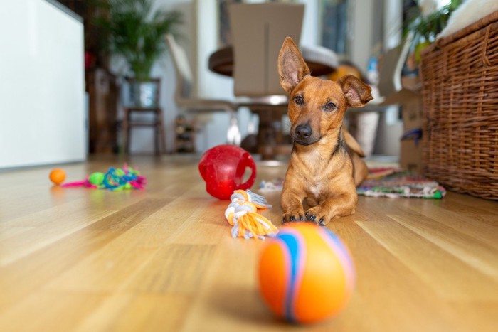 たくさんのオモチャと犬