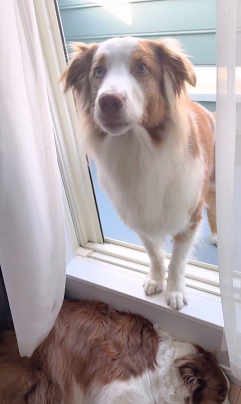 ベランダから戻れないガルチェロくん8