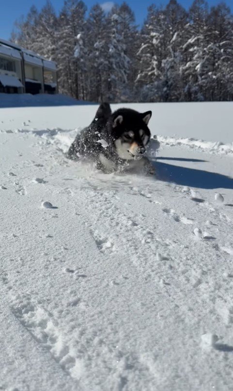 ももちゃんの雪遊び3