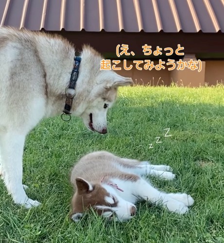 子犬を見つめるハスキー