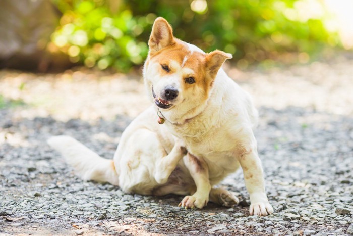 体をかく犬.