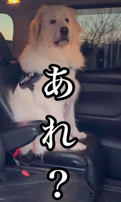 決意がゆらいだ…?