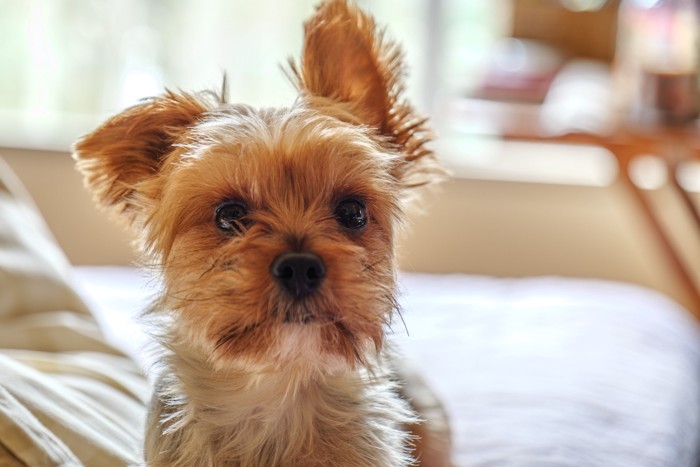 耳が立っているかわいい犬