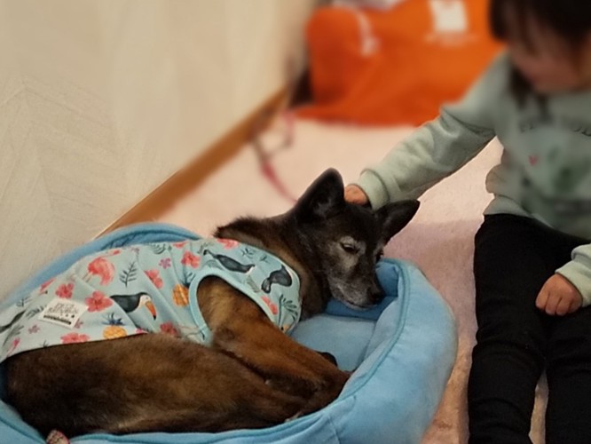 犬とのふれあいが、子どもにとって、命の大切さや相手の気持ちを考えるきっかけに