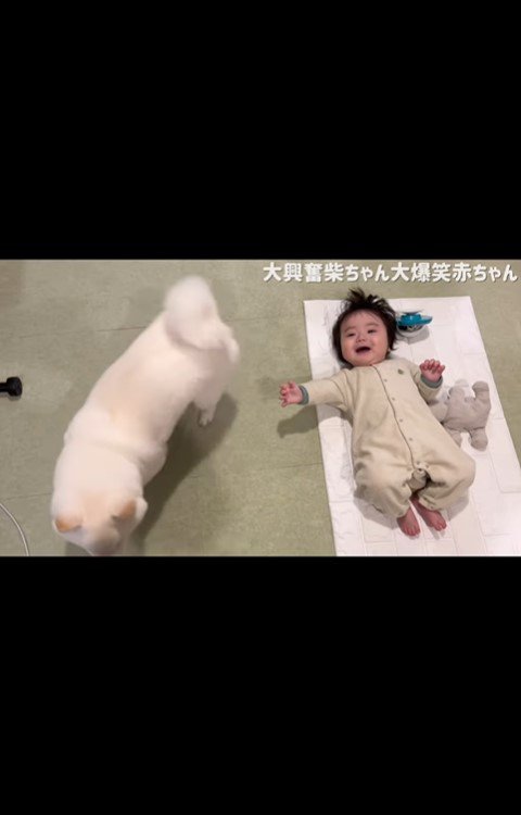 はしゃぐおまめ君＆笑う赤ちゃん3