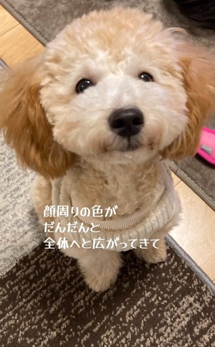 色が薄くなってきただんぼくん