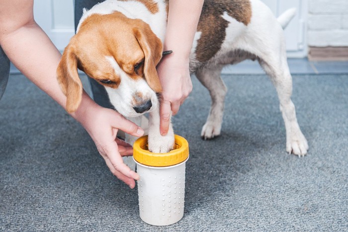 足洗いコップで足を洗う犬