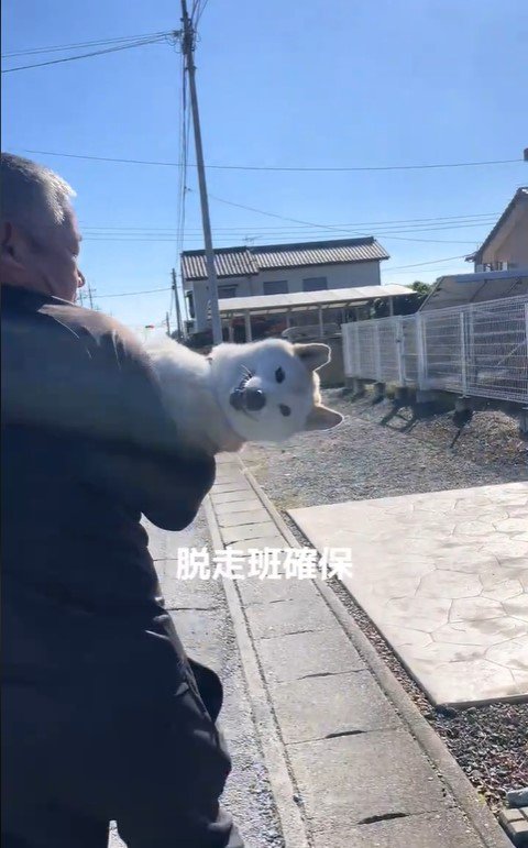 脱走後に確保された柴犬さん6