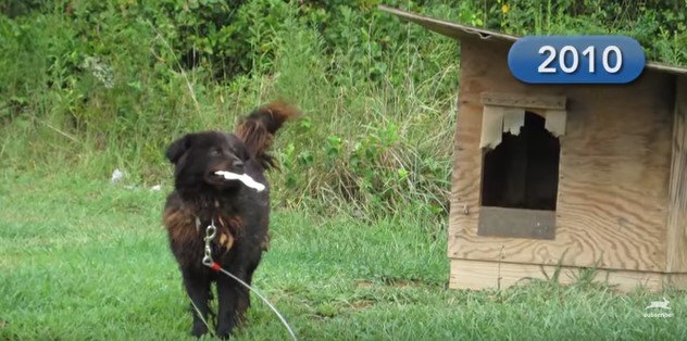 設置した犬小屋