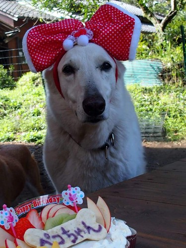 犬用ケーキを見つめるペコ