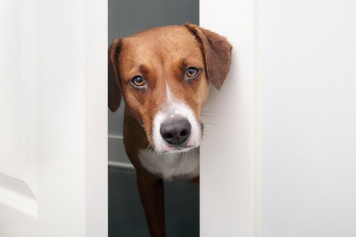 ドアの隙間から見てくる犬