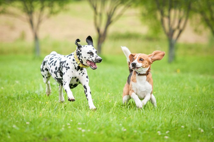 走っている2匹の犬