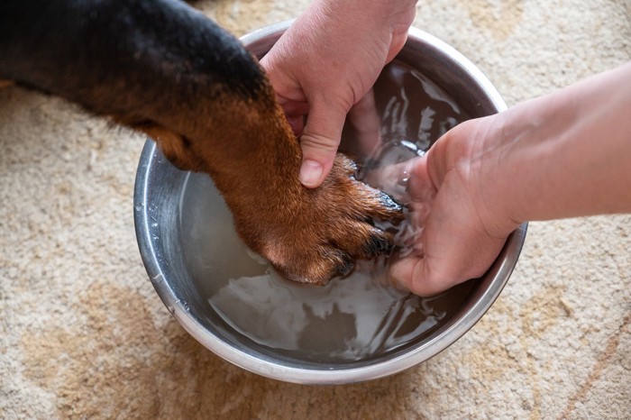 ボウルの水で犬の手を洗う