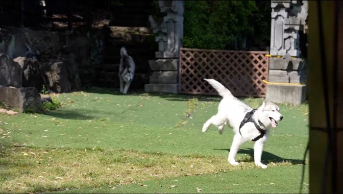 階段を駆け下りる犬と原っぱを走る犬