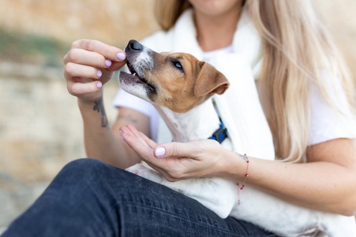 おやつをもらおうと飼い主を踏みつける犬