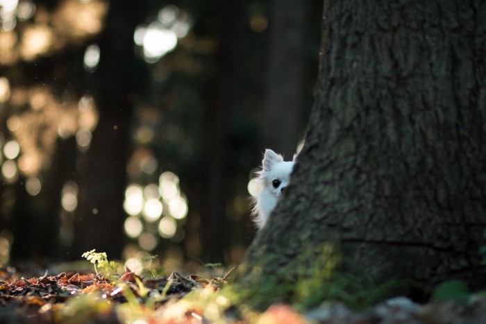 木の後ろに隠れる犬