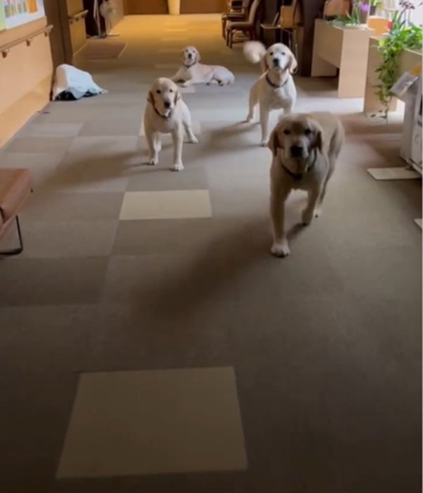 4匹の犬2