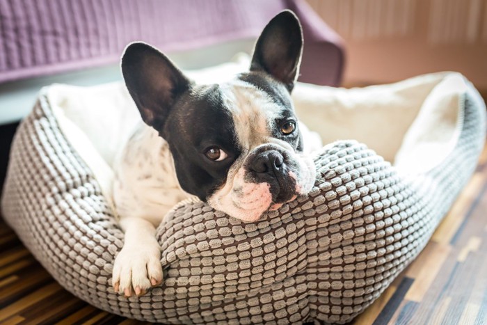 犬用のベッドで寝る犬