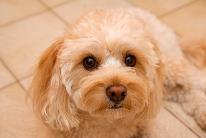 伏せて見つめる犬