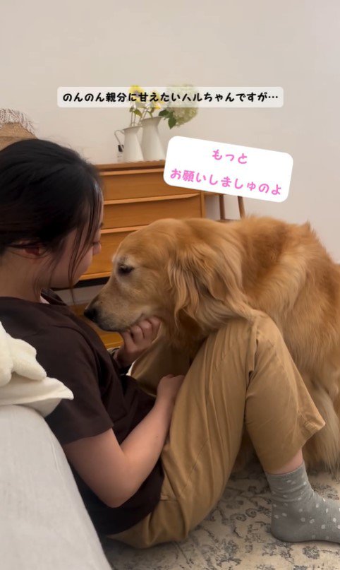 甘えながらご飯を気にするハルちゃん4