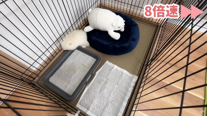 ぬいぐるみのそばで寝る犬